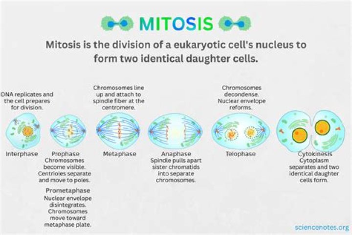 What is the result produced at the end of mitosis?