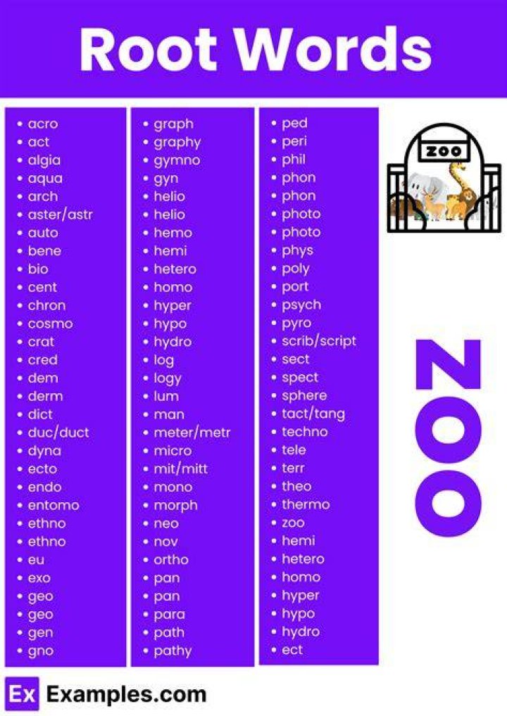 What is the root word for linear?