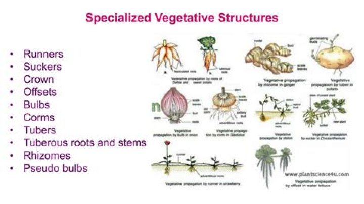 What is the specialized structure of pineapple?