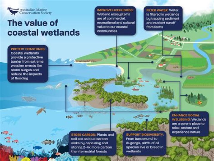 What type of wetlands are found in South Florida?
