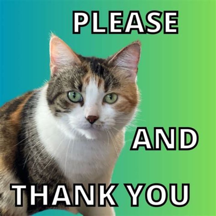 When do you use please and Thank you in English?