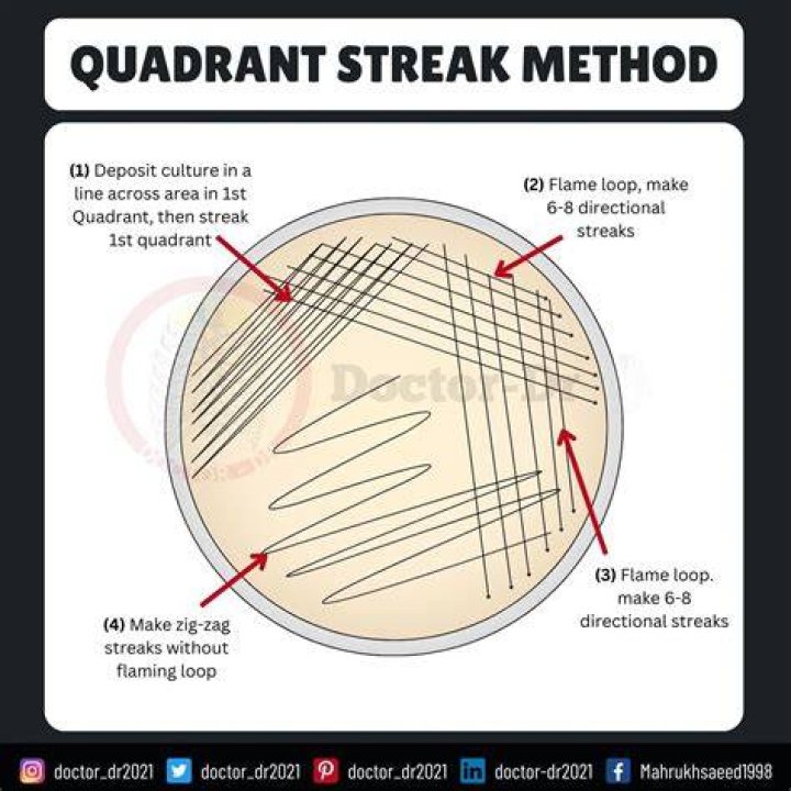 Which quadrant has the most bacterial growth?