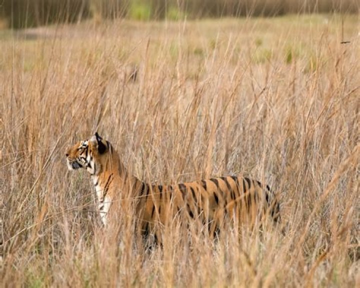 Who funded Project Tiger?