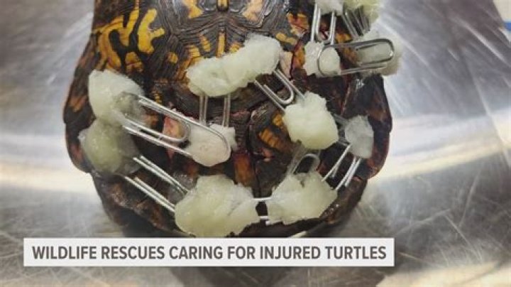 Who takes care of injured wild animals?