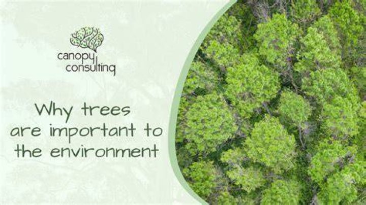 Why are models important to the study of ecology?