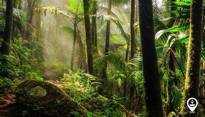 Why are we losing forests?