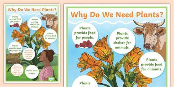 Why do we need plan in our life?