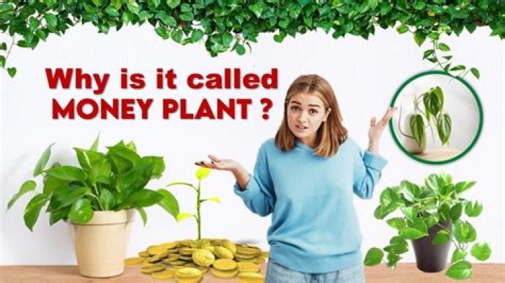 Why is it called pink money?